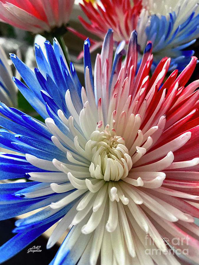 Red White Blue Mums Photograph by CAC Graphics