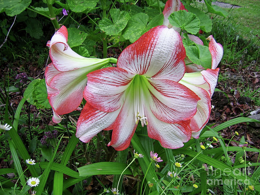 Red White Hippeastrum by Kaye Menner Photograph by Kaye Menner