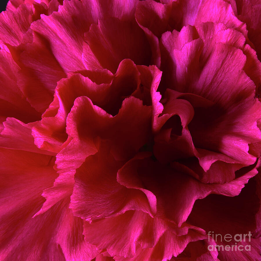 Red Wild Carnation 1 Photograph