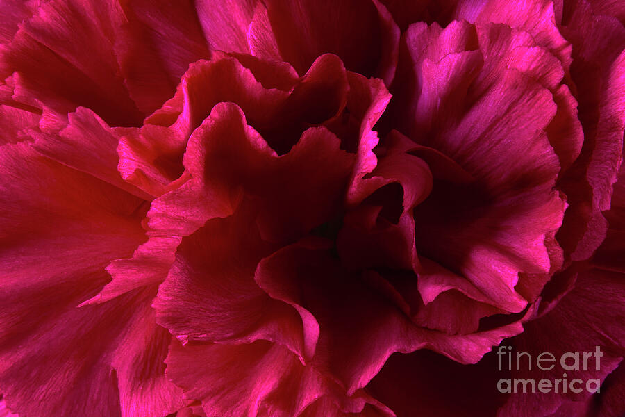 Red Wild Carnation Photograph
