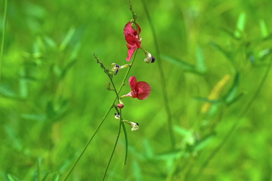 Red Wild Flower Photograph by Suzanne Torres Tankersley - Fine Art America