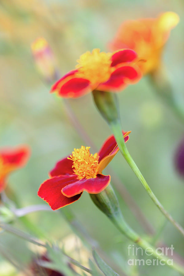 Red Wild Marigolds Photograph