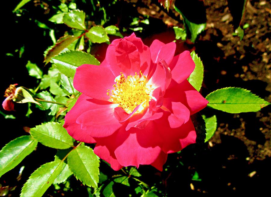 Red Wild Rose Photograph by Stephanie Moore