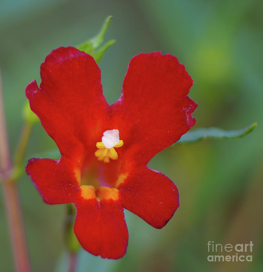 Wildflowers Photograph - Red Wildflower 2.1537 by Stephen Parker