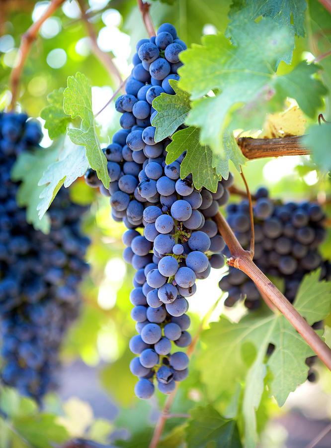 Red Wine Grapes Photograph by Her Arts Desire