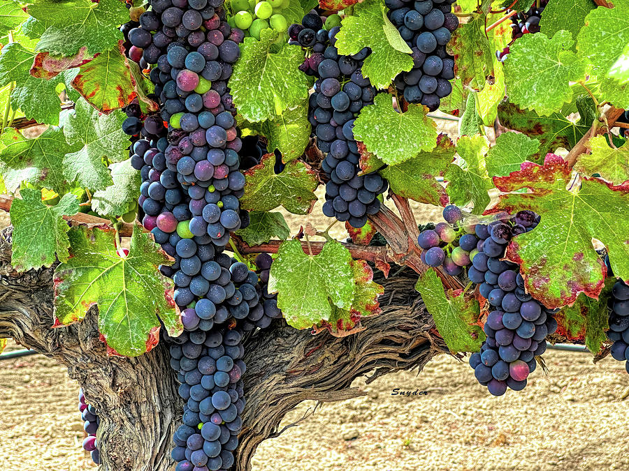 Red Wine Grapes on the Vine Original Photograph by Barbara Snyder
