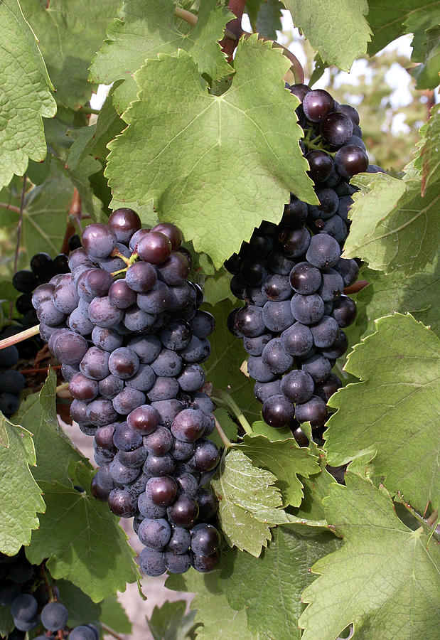 Red Wine Grapes  - Niagara on the Lake Photograph by Kenneth Lane Smith
