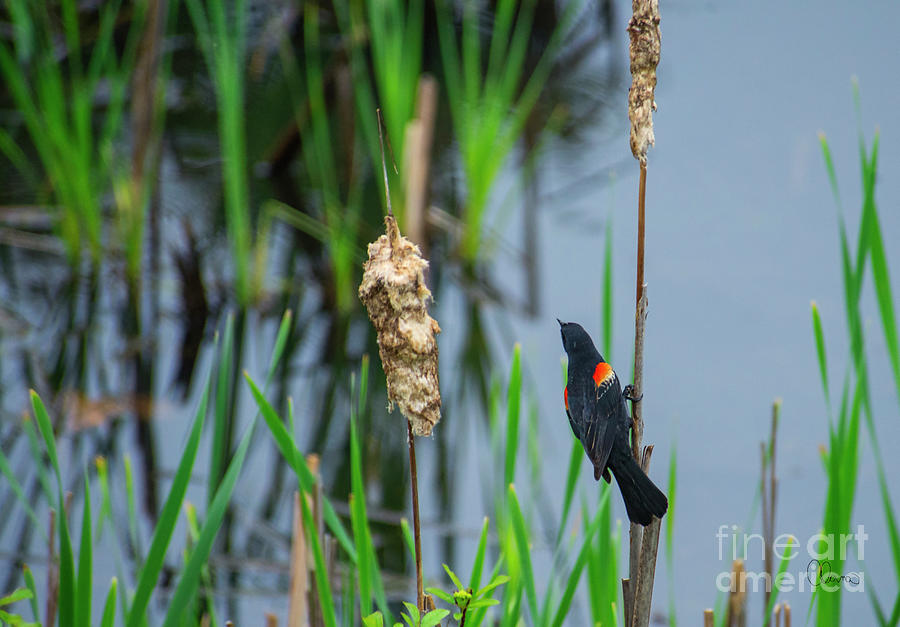 Red Wing Black Bird Photograph by Alana Ranney