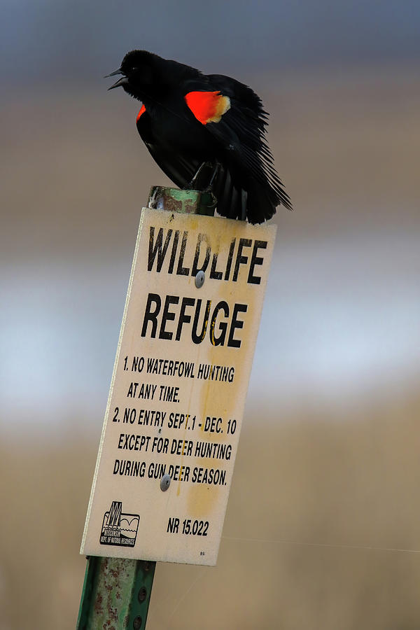 Red Wing Black Bird and Sign Photograph by Brook Burling