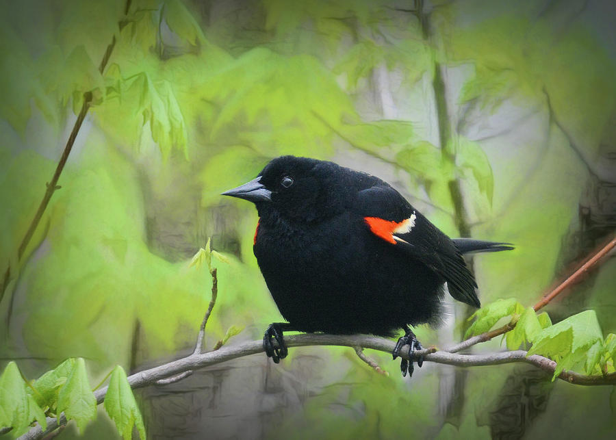 Red Wing Black Bird  Photograph by Mary Lynn Giacomini