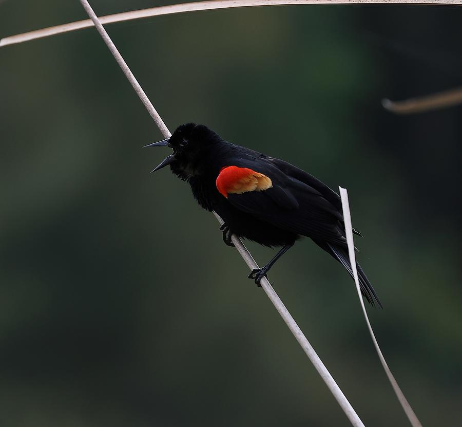 Red-wing Black Bird Photograph by Mingming Jiang