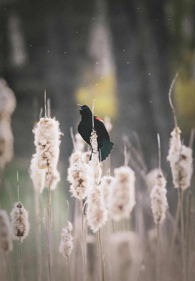 Red Wing Black Bird on Cattails Photograph by Jason Fink