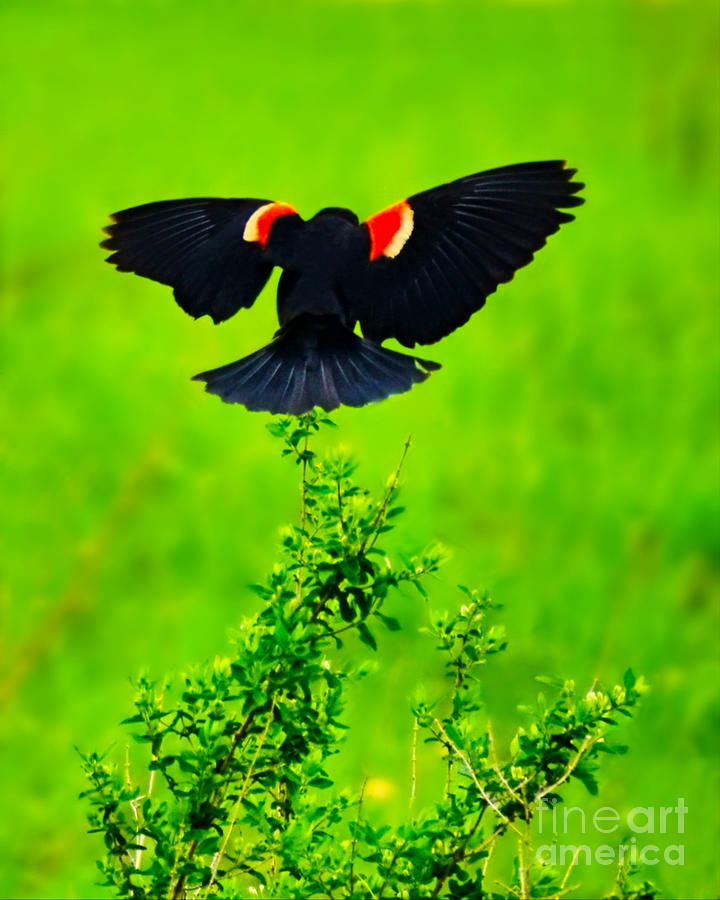 Red-wing Blackbird Flight Photograph by Kathy M Krause