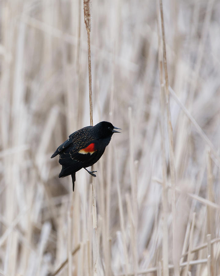 Red Wing Blackbird Photograph by Flinn Hackett