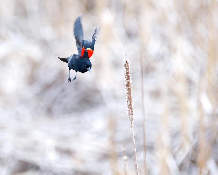 Red Wing Blackbird in Flight Photograph by Flinn Hackett