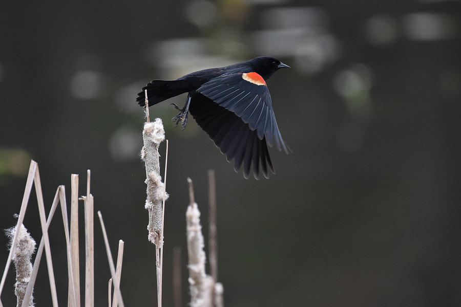 Red-Wing Blackbird in Flight Photograph by Tom Crook Red-Wing Blackbird in Flight Photograph by Tom Crook