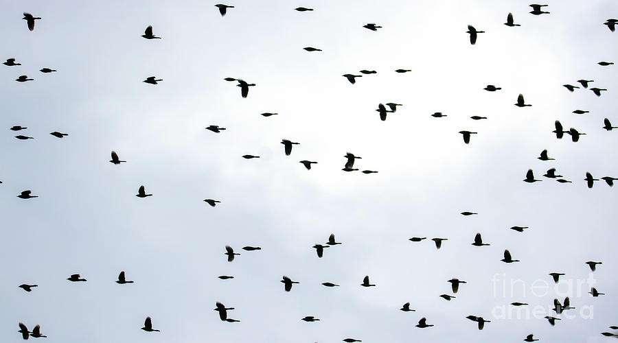 Red Wing Blackbird Migration Photograph by Randy J Heath