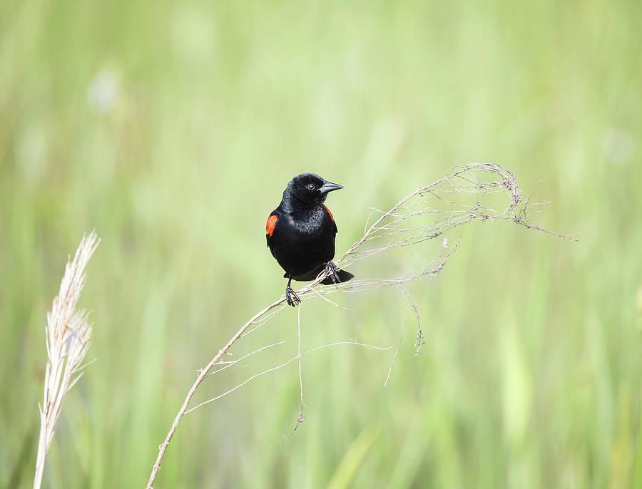 Red Wing Blackbird on a Reed Photograph by Fran Gallogly