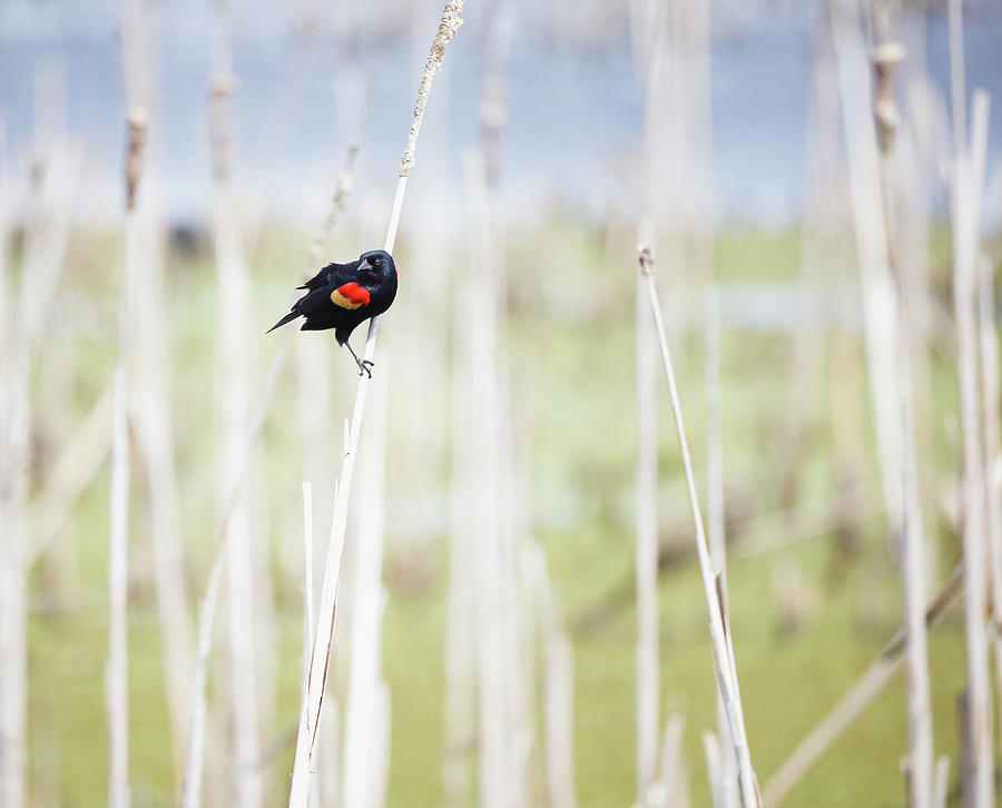 Red Wing Blackbird on Reed Photograph by Fran Gallogly