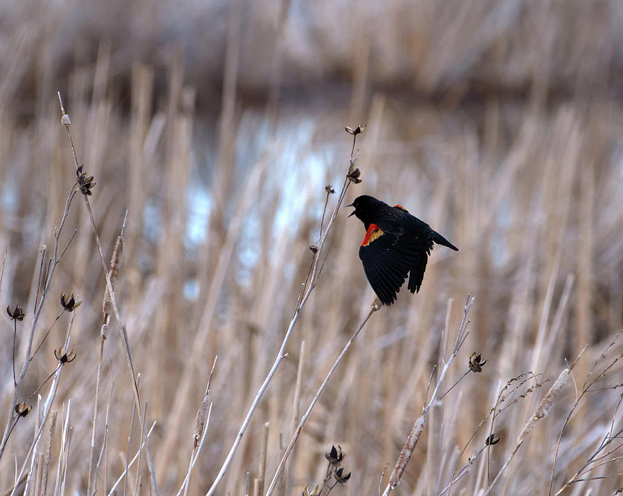 Red Wing Blackbird on Wing Photograph by Flinn Hackett