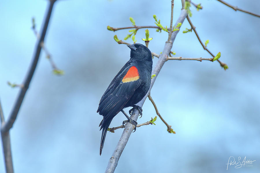 Red wing blackbird  Photograph by Phil S Addis