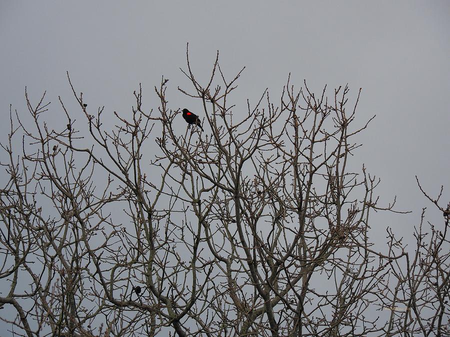 Red Wing Blackbird Photograph by Richard Thomas