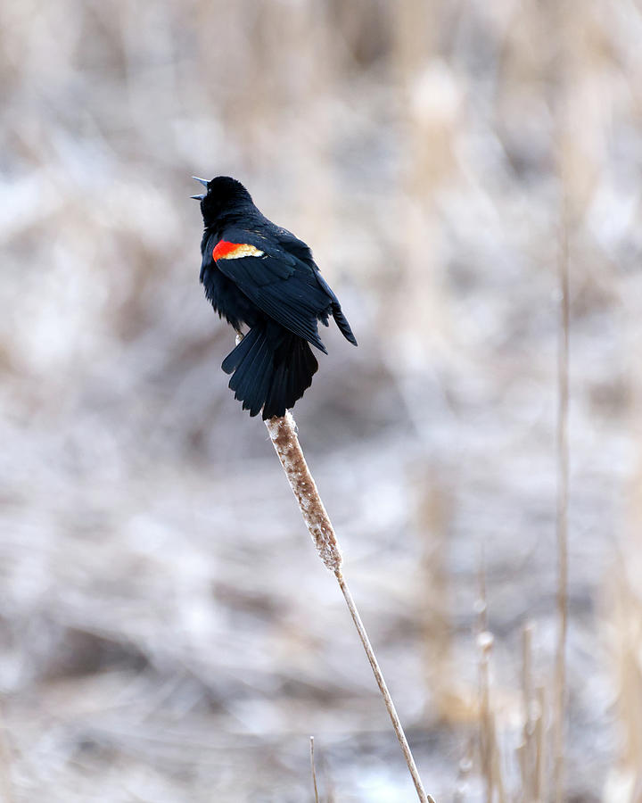 Red Wing Blackbird Song Photograph by Flinn Hackett