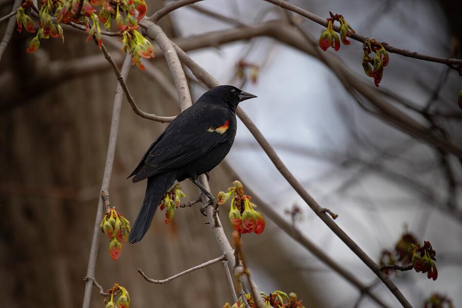 Wildlife Photograph - Red Wing Spring by Ray Congrove