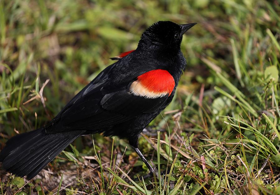 Red-winged Black Bird 2 Photograph by Mingming Jiang