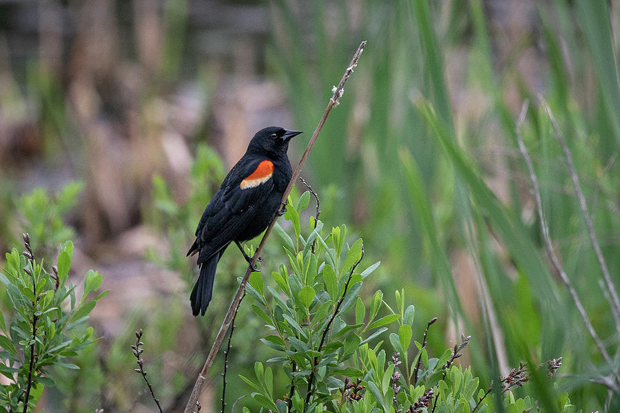 Red Winged Black Bird Photograph by Denise Kopko