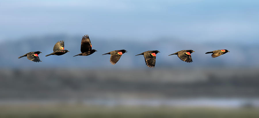 Red Winged Black Bird Flight Sequence Photograph by Rick Mosher