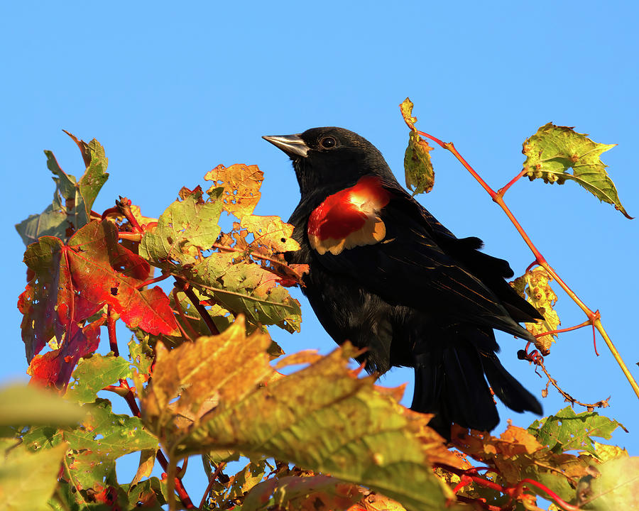 Red Winged Black Bird in Autumn Photograph by Flinn Hackett