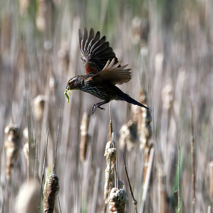 Red-winged Black Bird in Flight w Grub Photograph by Flinn Hackett