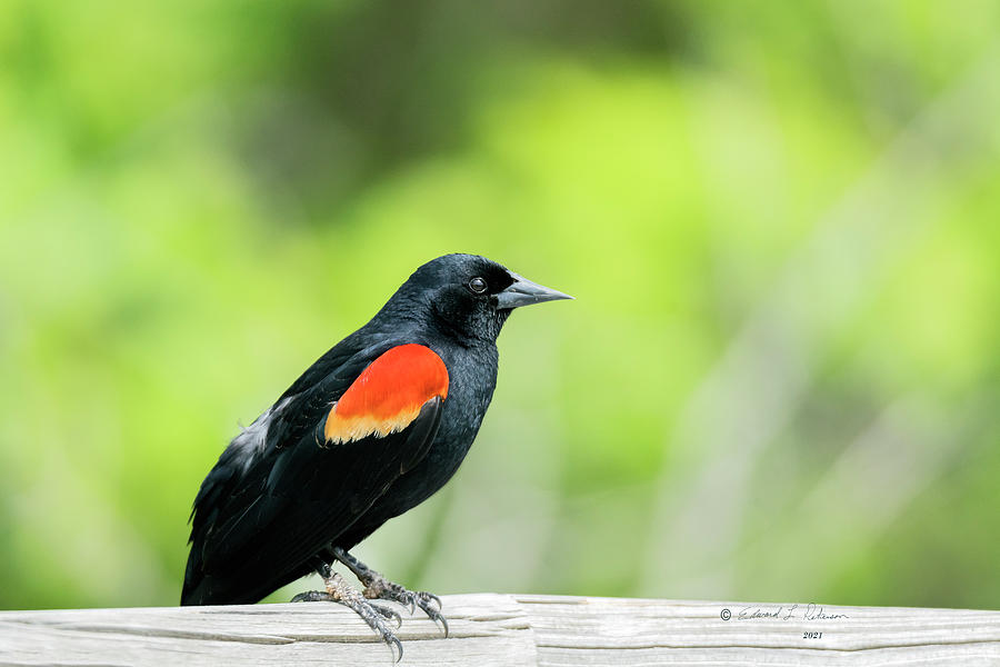 Red-winged Black Bird On Fence Photograph by Ed Peterson