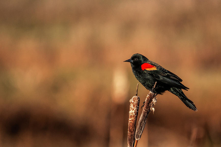Red Winged Black Bird Photograph by Pamela Dunn-Parrish