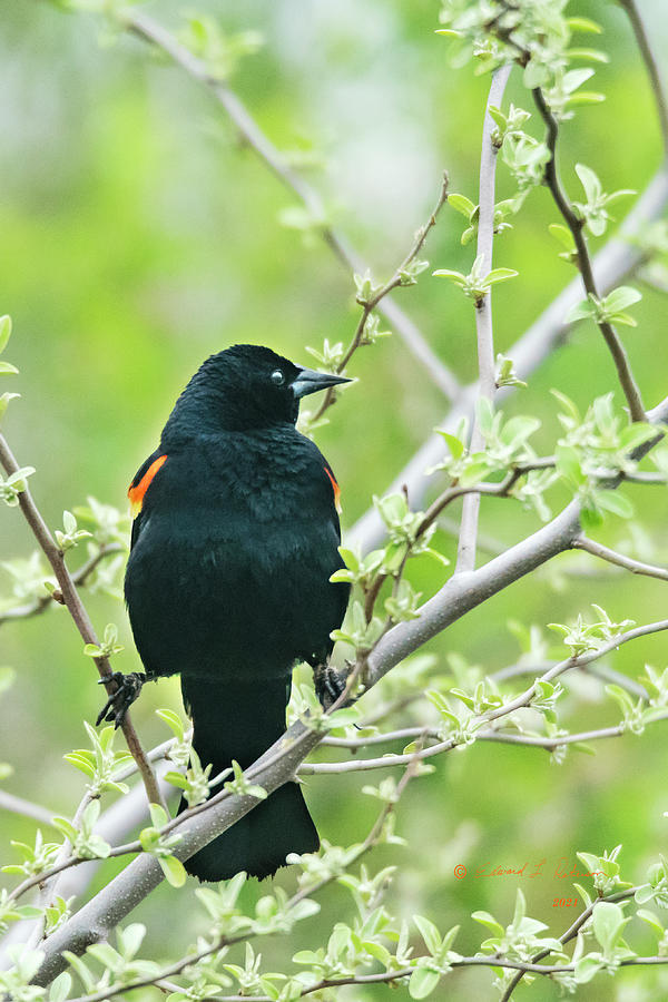 Red-winged Black Bird Perching Photograph by Ed Peterson