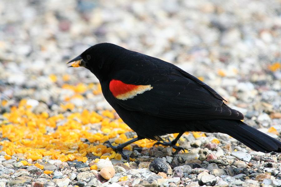 Red-winged Black Bird Photograph