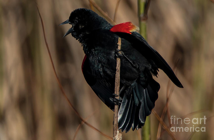 Red Winged Black Bird Singing A Song Photograph