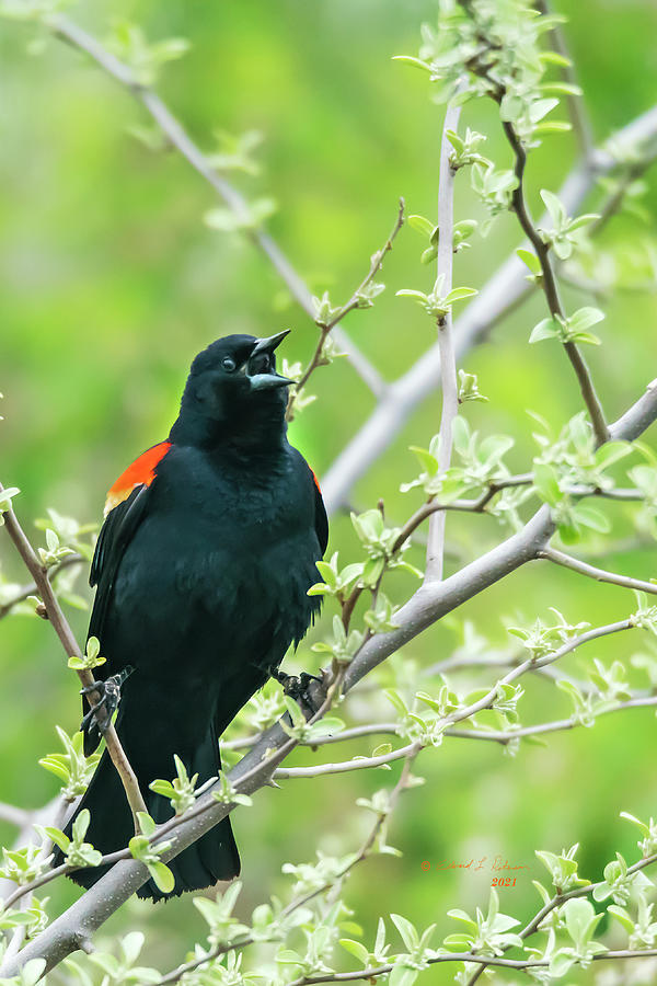 Red-winged Black Bird Singing Photograph by Ed Peterson