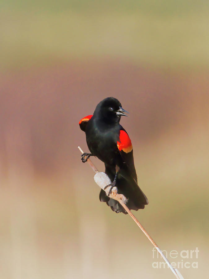 Red winged Black Bird Photograph by Thomas Nay