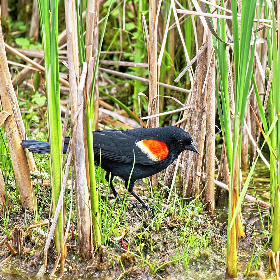 Red-winged blackbird 11, UW Arboretum, Madison, WI Photograph by Steven Ralser