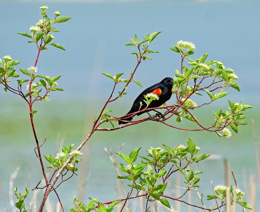 Red-winged Blackbird 12 UW Arboretum, Madison, WI Photograph by Steven Ralser