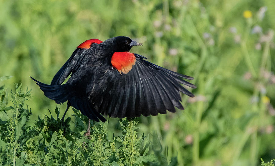 Red-winged Blackbird 1985-041321-2 Photograph by Tam Ryan