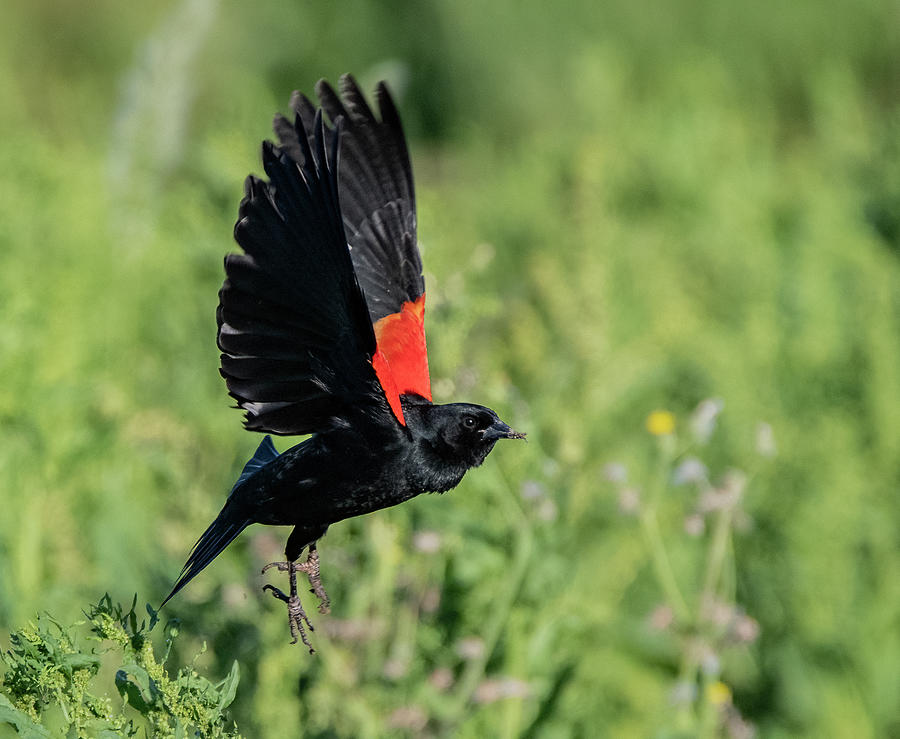 Red-winged Blackbird 1986-041321-2 Photograph by Tam Ryan
