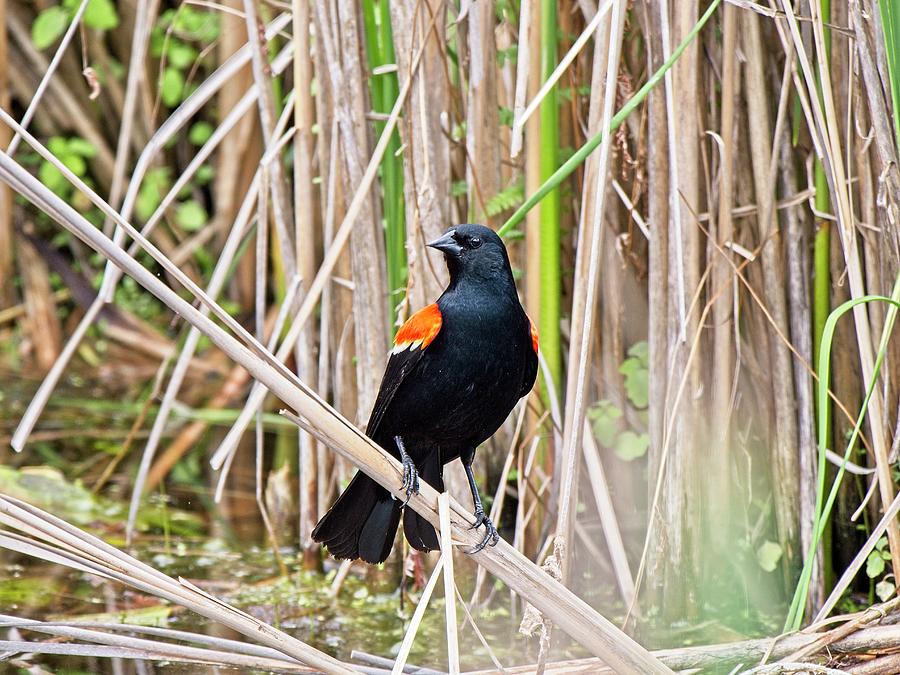 Red-winged blackbird 2, UW Arboretum, Madison, WI Photograph by Steven Ralser