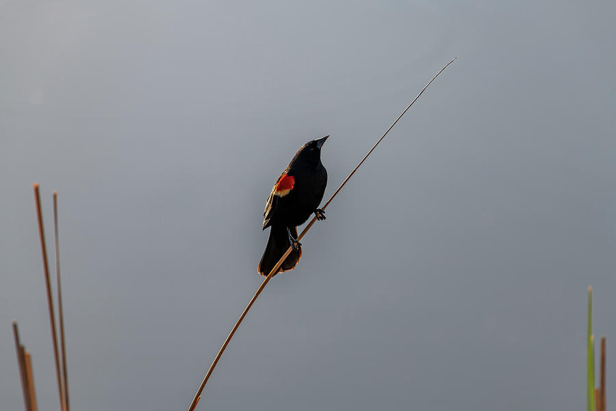 Wildlife Photograph - Red-Winged Blackbird 4 by Michael Putthoff