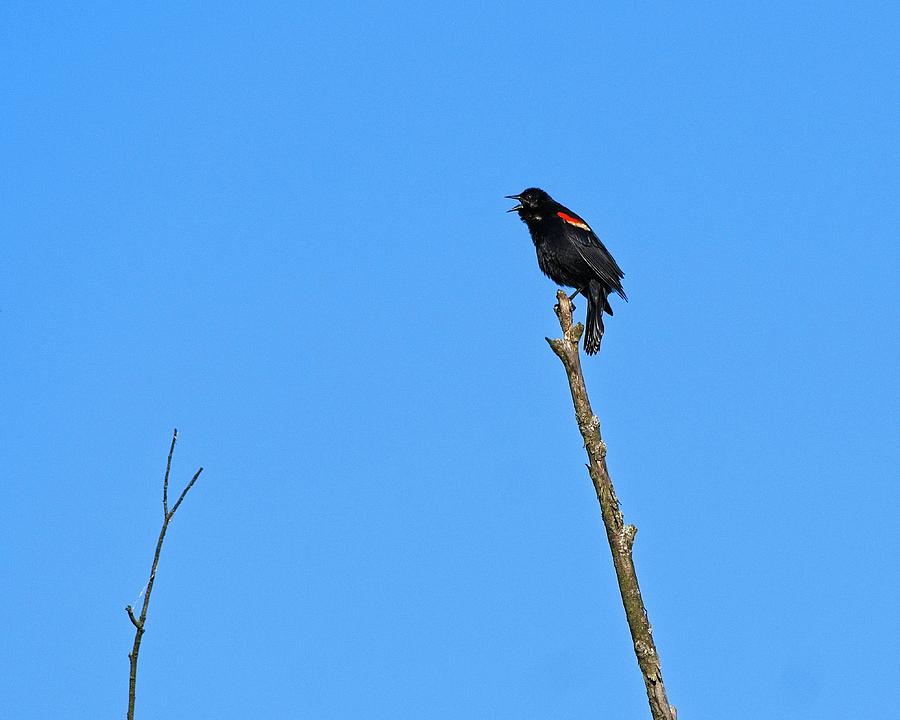 Red Winged Blackbird 6, UW Arboretum, Madison, Wisconsin Photograph by Steven Ralser