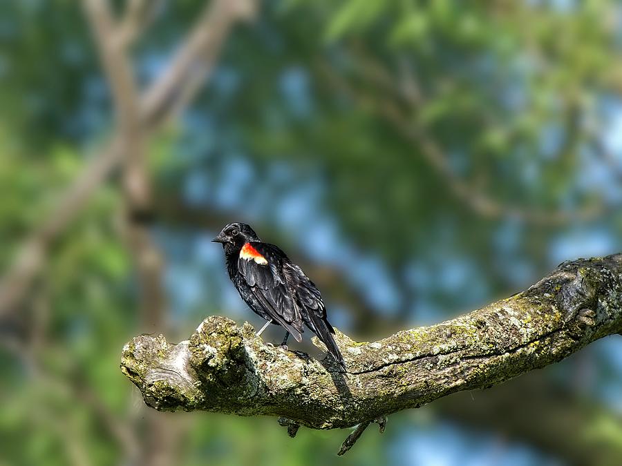 Madison Photograph - Red Winged Blackbird 7, UW Arboretum, Madison, Wisconsin by Steven Ralser