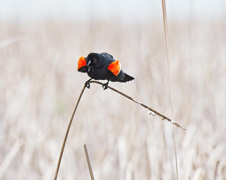 Red-winged blackbird 8, UW Arboretum, Madison, WI Photograph by Steven Ralser