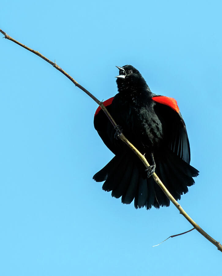 Red-winged Blackbird 8760-031024-2 Photograph by Tam Ryan